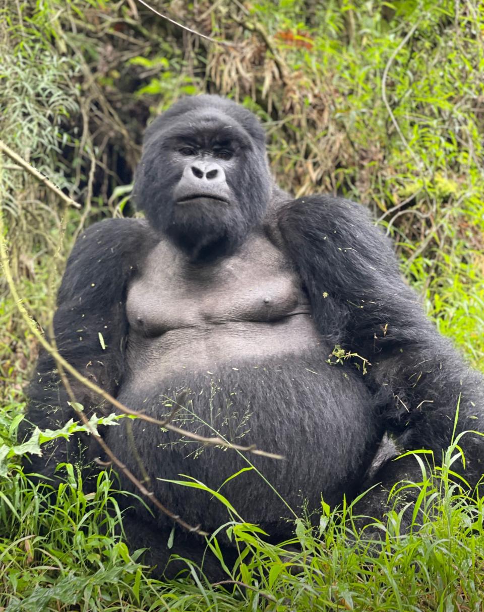 Mountain gorilla in Rwanda