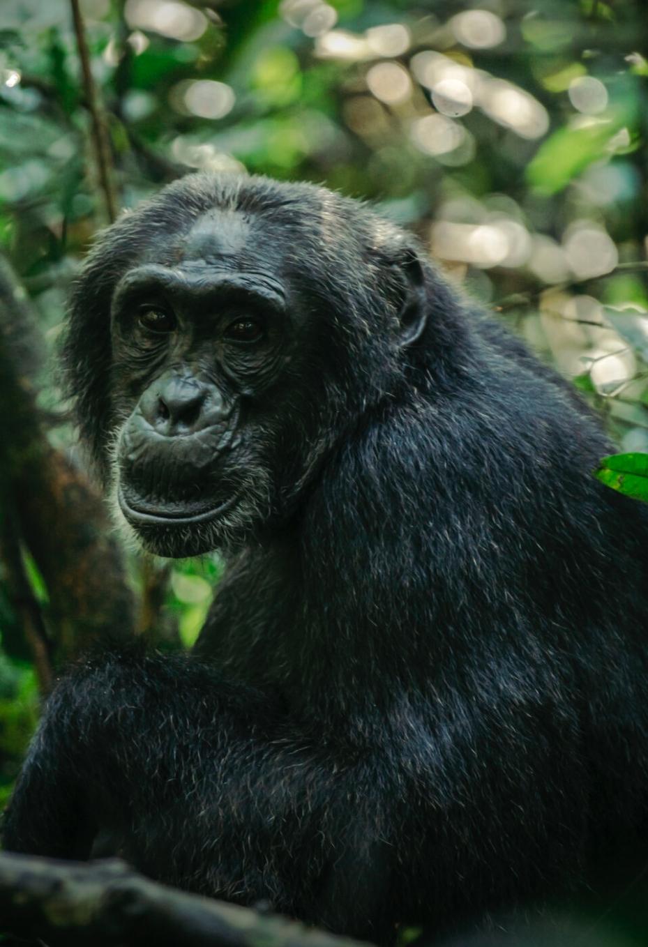 Chimpanzee in the wild