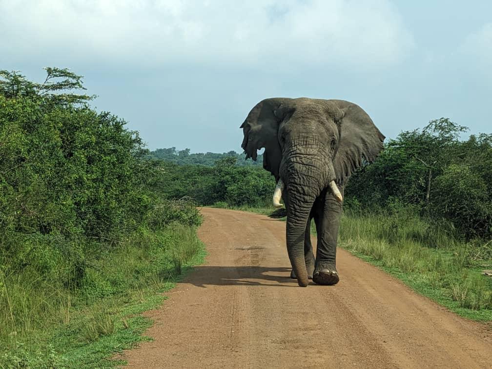 Elephant on an African safari