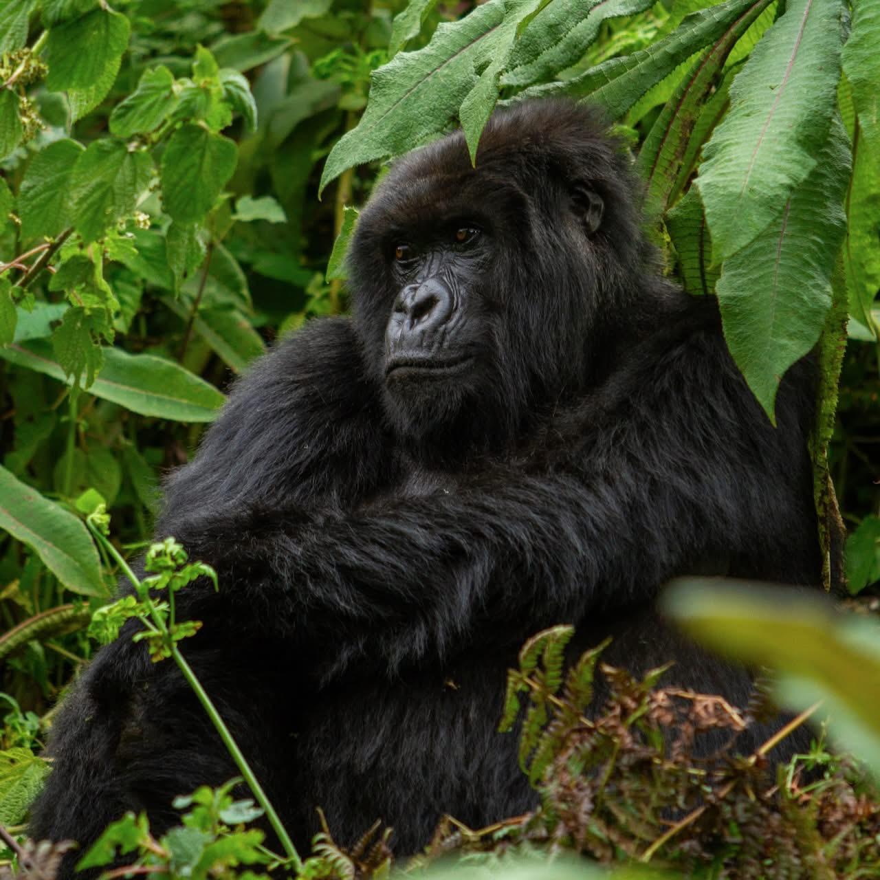 Female gorilla in the forest