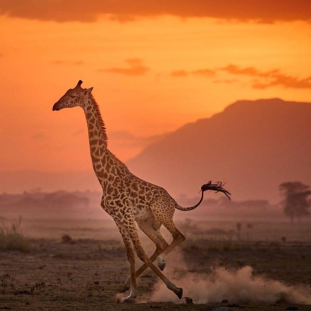 Giraffe and African landscape