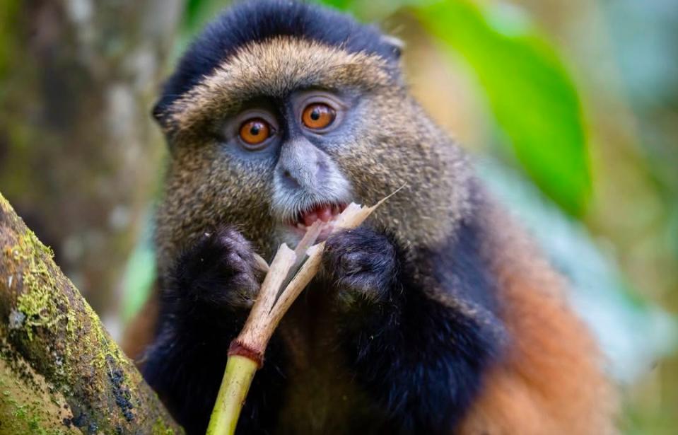 Golden monkey in Uganda forest
