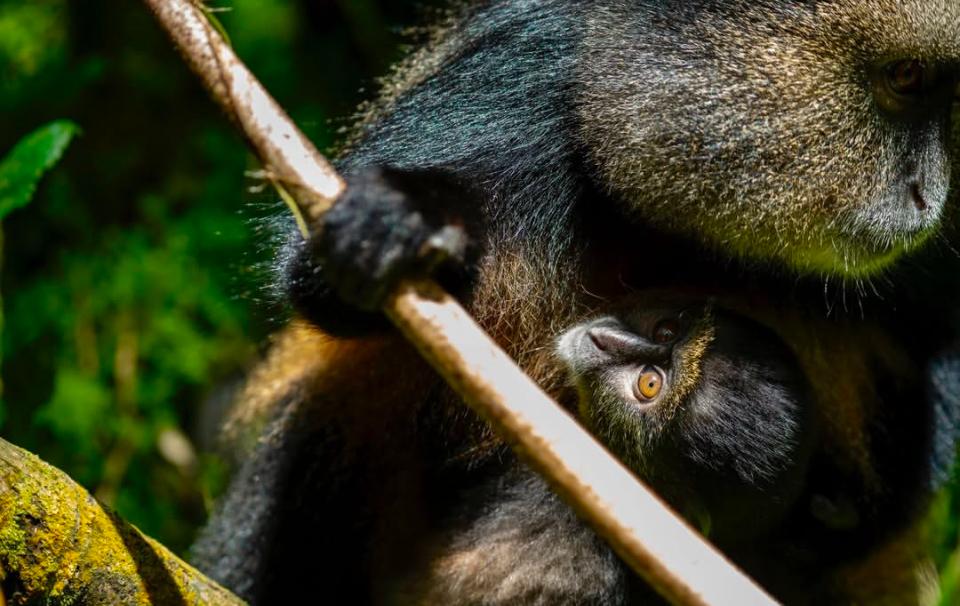 Safari activity and wildlife in East Africa