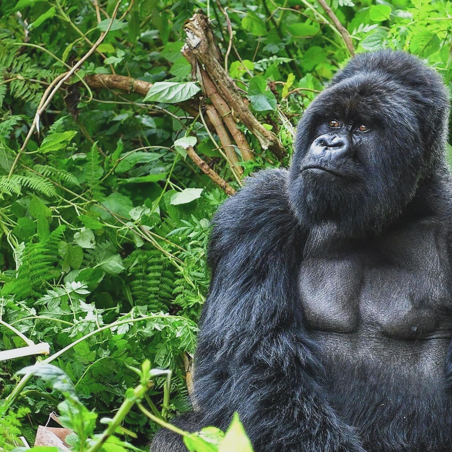 Mountain gorilla in the forest