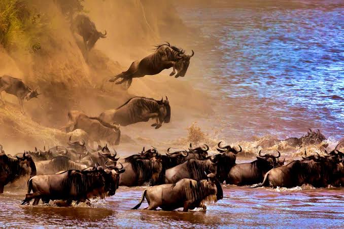 Serengeti and Ngorongoro safari