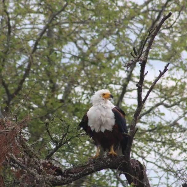 Birdwatching in Uganda