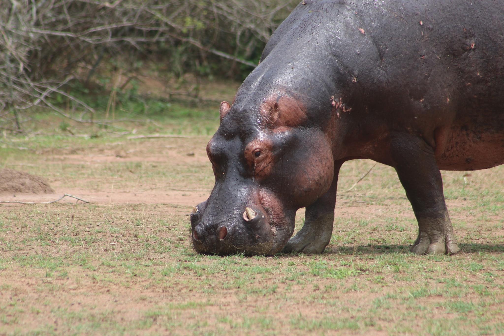 Nyerere safari landscape