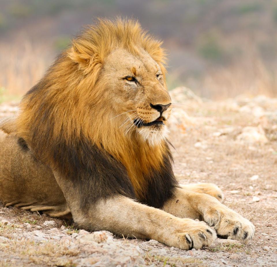 Lion in the African savanna