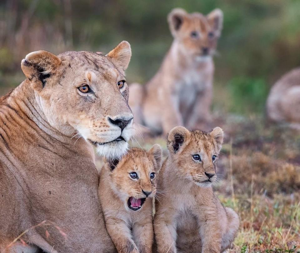Serengeti wildlife safari