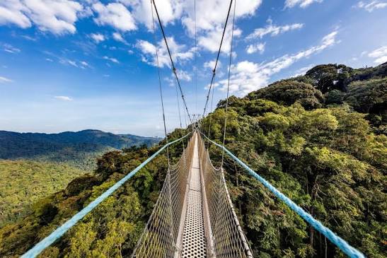 Nyungwe canopy walk
