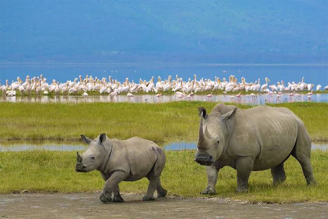 Nyerere National Park