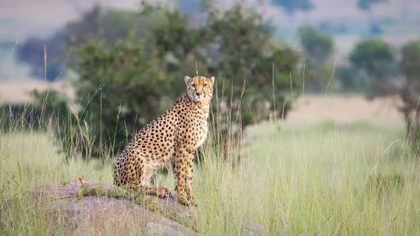 Tanzania safari landscape