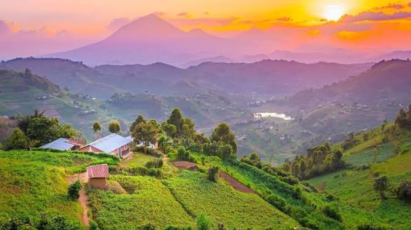 Uganda wildlife and forest landscape