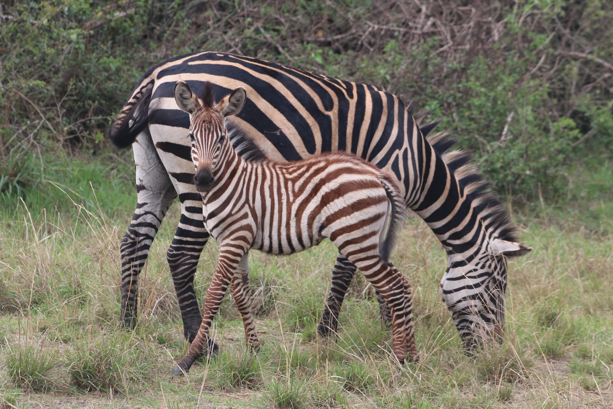 Zebra in the African grasslands