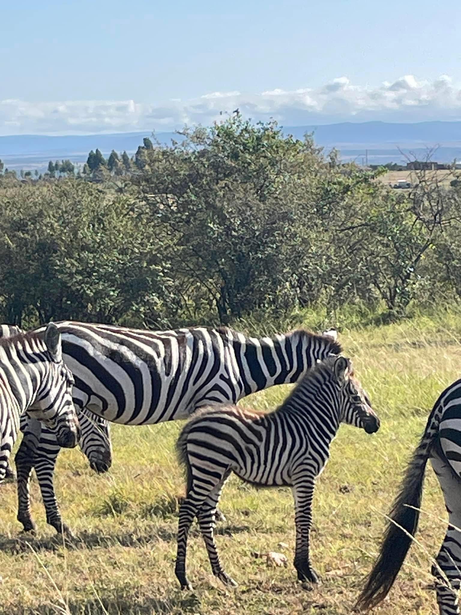 Zebra family in Tanzania